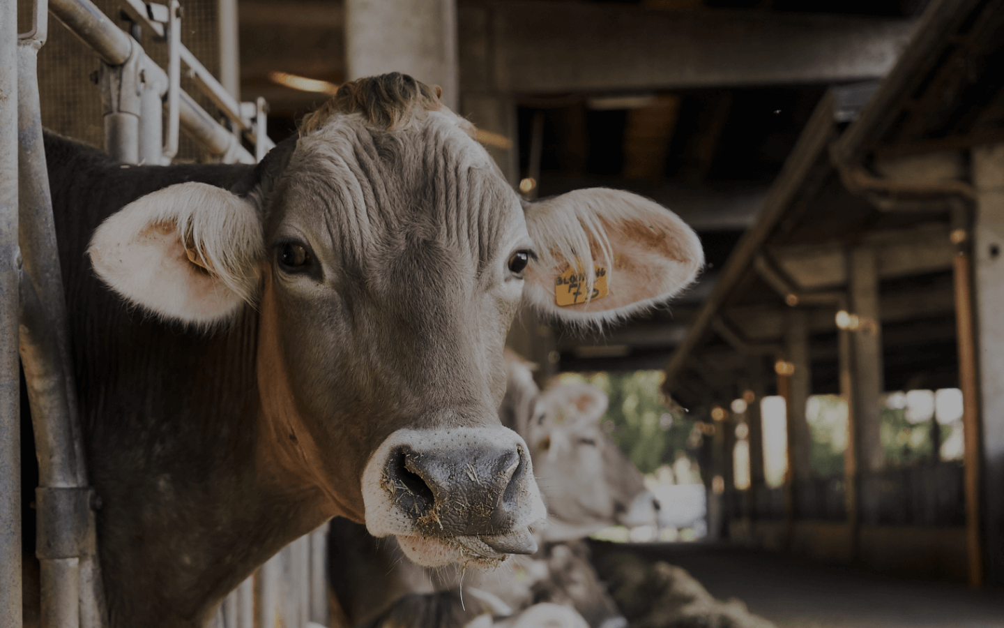 mucca bruna alpina, formaggi artigianali